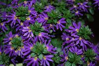 Surdiva® Scaevola Blue Violet -- New from Suntory Flowers as seen @ Spring Trials, 2016.