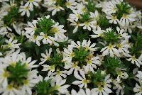 Surdiva® Scaevola White Improved -- New from Suntory Flowers as seen @ Spring Trials, 2016.