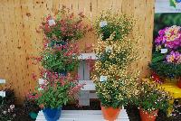  Agastache  -- Welcome to Athena Brazil® @ GroLink Spring Trials 2016.  Some of the dainty, colorful and showy Agastache specimens available.  Great by themselves or in combinations.