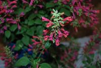  Agastache Raspberry Summer -- New from Athena Brazil® @ GroLink Spring Trials 2016, a TerraNova specimen of striking and vibrant raspberry red.