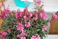 Gaudi™ Gaura Rose -- New from Athena Brazil® @ GroLink Spring Trials 2016.