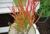  Euphorbia Firesticks -- New from Athena Brazil® @ GroLink Spring Trials 2016.