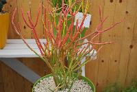  Euphorbia Firesticks -- New from Athena Brazil® @ GroLink Spring Trials 2016.