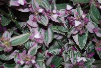  Tradescantia fluminensis Lilac -- New from Athena Brazil® @ GroLink Spring Trials 2016.