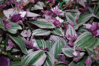  Tradescantia fluminensis Lilac -- New from Athena Brazil® @ GroLink Spring Trials 2016.