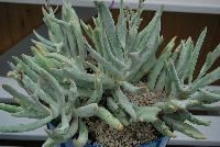  Cotyledon orbiculata  -- New from Athena Brazil® @ GroLink Spring Trials 2016.