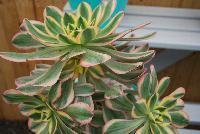  Aeonium Sunburst -- New from Athena Brazil® @ GroLink Spring Trials 2016.