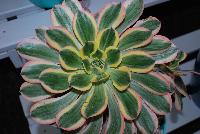  Aeonium Sunburst -- New from Athena Brazil® @ GroLink Spring Trials 2016.