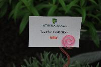   -- New from Athena Brazil® @ GroLink Spring Trials 2016.  Tea from the Tea Plot Collection.  Featuring 'Zen', a calming brew, 'Zing' a fruit medley and 'Down to Earth' basic blend.