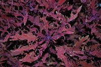 Hipsters™ Coleus Luca -- New from Athena Brazil® @ GroLink Spring Trials 2016.  A TerraNova® bred specimen.