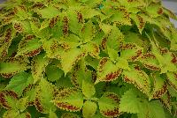 TerraNova® Coleus Pepper Pot -- New from Athena Brazil® @ GroLink Spring Trials 2016.  A TerraNova® bred specimen.
