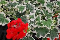 Glitterati™ Geranium zonal Mint Julip -- From Vivero International @ GroLink Spring Trials 2016.