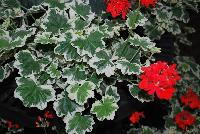 Glitterati™ Geranium zonal Mint Julip -- From Vivero International @ GroLink Spring Trials 2016.