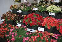   -- From Vivero International @ GroLink Spring Trials 2016.  Verbena, Petunias, Crazytunias® and more....