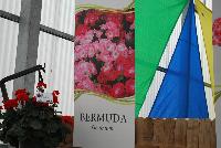 Bermuda™ Geranium  -- From Vivero International @ GroLink Spring Trials 2016.  Verbena, Petunias, Crazytunias™ and more....