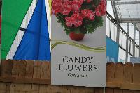 Candy Flowers™ Geranium  -- From Vivero International @ GroLink Spring Trials 2016.  Verbena, Petunias, Crazytunias™ and more....