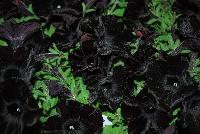 Crazytunia® Petunia hybrid Black Mamba -- New from Vivero International @ GroLink Spring Trials 2016.