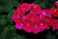 Hot Spot™ Geranium zonal Purple -- New from Vivero International @ GroLink Spring Trials 2016.