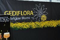   -- Welcome to Gediflora Spring Trials 2016, featuring Belgian® Mums and Belgian Mum No. 1 Artisan Crafted Chrysanthemum Beer.  Gediflora.com