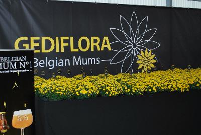 Welcome to Gediflora Spring Trials 2016, featuring Belgian® Mums and Belgian Mum No. 1 Artisan Crafted Chrysanthemum Beer.  Gediflora.com