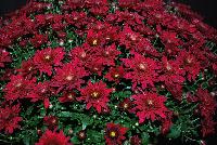 Vega Chrysanthemum Red -- New from Gediflora as seen @ GroLink, Spring Trials, 2016:  A new Belgian Mum® named Vega 'Red', which features early September sales or a ball-shaped Belgian Mum® offering excellent flexibility, large decorative flowers, great color retention and a long shelf life.  Not to mention the deep-hued red color.
