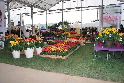 As seen at Florist Holland @ GroLink Spring Trials 2016.   Featuring several full lines of Gerbera in all shapes, colors and sizes.