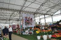  Gerbera  -- As seen at Florist Holland @ GroLink Spring Trials 2016.   Featuring several full lines of Gerbera in all shapes, colors and sizes.  Mingle with Garvinea® Gerbera.