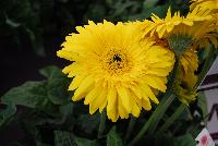  Gerbera Kruger® -- New from Florist Holland @ GroLink Spring Trials 2016.  Patio Gerbera now even quicker to finish and bigger flowers at retail.  A new stunning, bright yellow patio gerbera is added to the series, 'Kruger®'