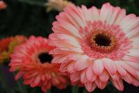  Gerbera Fundy® -- New from Florist Holland @ GroLink Spring Trials 2016.  Patio Gerbera now even quicker to finish and bigger flowers at retail.  A new subtle, pink hued patio gerbera is added to the series, 'Fundy®'