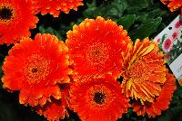  Gerbera Experimental -- New from Florist Holland @ GroLink Spring Trials 2016.  Patio Gerbera now even quicker to finish and bigger flowers at retail.  An experimental, orange-with-yellow-highlights patio gerbera is under consideration.