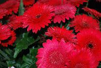  Gerbera Experimental -- New from Florist Holland @ GroLink Spring Trials 2016.  Patio Gerbera now even quicker to finish and bigger flowers at retail.  An experimental, orange-with-yellow-highlights patio gerbera is under consideration.