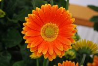 Garvinea® Gerbera Sweet Caroline® -- New from Florist Holland @ GroLink Spring Trials 2016.  Yet another stunning, vibrant color and addition to the Garvinea® series of gerbera.