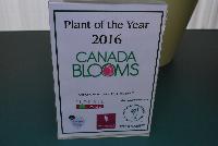 Garvinea® Gerbera  -- As seen at Florist Holland @ GroLink Spring Trials 2016.   Several awards, including CANADA Blooms Plant of the Year 2016 for the Garvinea® Gerbera from Florist Bedding and Propagation.