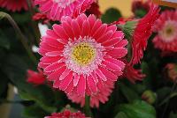 Garvinea® Gerbera Sweet Memories® -- New from Florist Holland @ GroLink Spring Trials 2016.  Yet another stunning, vibrant color and addition to the Garvinea® Sweet series of gerbera.