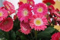Garvinea® Gerbera Sweet Memories® -- New from Florist Holland @ GroLink Spring Trials 2016.  Yet another stunning, vibrant color and addition to the Garvinea® Sweet series of gerbera.