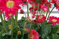 Garvinea® Gerbera Experimental -- New from Florist Holland @ GroLink Spring Trials 2016.  An experimental specimen for consideration as an addition to the Garvinea® series of gerbera.  Super strong and long flowering.