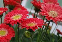 Garvinea® Gerbera Experimental -- New from Florist Holland @ GroLink Spring Trials 2016.  An experimental specimen for consideration as an addition to the Garvinea® series of gerbera.  Super strong and long flowering.