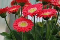 Garvinea® Gerbera Experimental -- New from Florist Holland @ GroLink Spring Trials 2016.  An experimental specimen for consideration as an addition to the Garvinea® series of gerbera.  Super strong and long flowering.