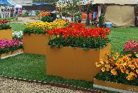   -- As seen at Florist Holland @ GroLink Spring Trials 2016.   Featuring several full lines of Gerbera in all shapes, colors and sizes.  Absolutely stunning, perhaps the most eye-pleasing of all Spring Trials specimens.