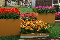   -- As seen at Florist Holland @ GroLink Spring Trials 2016.   Featuring several full lines of Gerbera in all shapes, colors and sizes.  Absolutely stunning, perhaps the most eye-pleasing of all Spring Trials specimens.