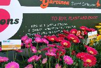   -- As seen at Florist Holland @ GroLink Spring Trials 2016.   Garvinea® Sweet® Collection of Gerbera from Florist Holland to buy, plant and enjoy!  The first true, garden gerbera that flowers from spring to hard frost, attracting bees and butterflies, with resistance to disease and pest problems.  Outstanding colors and impact in the garden.