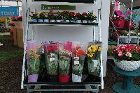   -- As seen at Florist Holland @ GroLink Spring Trials 2016.   Packaging and retail display ideas for Sundayz® and other gerbera from Florist Holland.