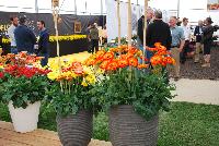   -- As seen at Florist Holland @ GroLink Spring Trials 2016.   Featuring several full lines of Gerbera in all shapes, colors and sizes.  Absolutely stunning, perhaps the most eye-pleasing of all Spring Trials specimens.