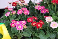 Floriline® Gerbera Micro Margarita -- As seen at Florist Holland @ GroLink Spring Trials 2016.  Flori Line® Gerbera offering the brightest colors with extraordinary two tones.