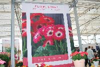 Floriline® Gerbera  -- As seen at Florist Holland @ GroLink Spring Trials 2016.  Flori Line® Gerbera offering the brightest colors with extraordinary two tones.