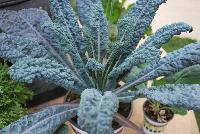Edibliss™ Kale Italian Black -- New from HortCouture @ GroLink, Spring Trials 2016, where stylish and trendy plants are in fashion and on the runway.   Featuring a full compliment of edible plants, to put you in total Edibliss™.