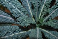 Edibliss™ Kale Italian Black -- New from HortCouture @ GroLink, Spring Trials 2016, where stylish and trendy plants are in fashion and on the runway.   Featuring a full compliment of edible plants, to put you in total Edibliss™.