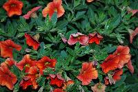 Catwalk™ Calibrachoa Paprika -- New from HortCouture @ GroLink, Spring Trials 2016, where stylish and trendy plants are in fashion and on the runway.   Featuring a full compliment of edible plants, to put you in total Edibliss™.