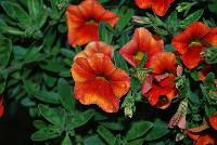 Catwalk™ Calibrachoa Paprika -- New from HortCouture @ GroLink, Spring Trials 2016, where stylish and trendy plants are in fashion and on the runway.   Featuring a full compliment of edible plants, to put you in total Edibliss™.