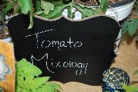 Mixology™ Tomato  -- A new series of tomato from HortCouture @ GroLink, Spring Trials 2016, where stylish and trendy plants are in fashion and on the runway.   Featuring a full compliment of edible plants, to put you in total Edibliss™.